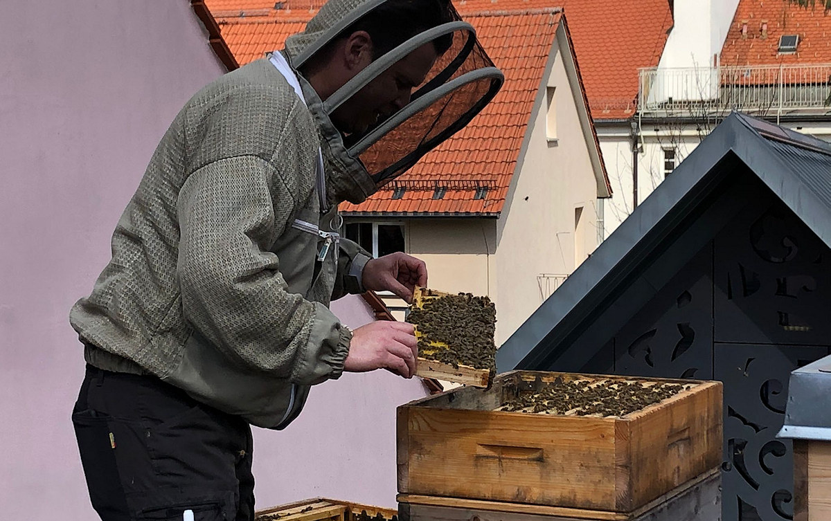 Bienenvölker auf dem Dach des Stadtmuseums zu Gast – Führungen im Juni und Juli