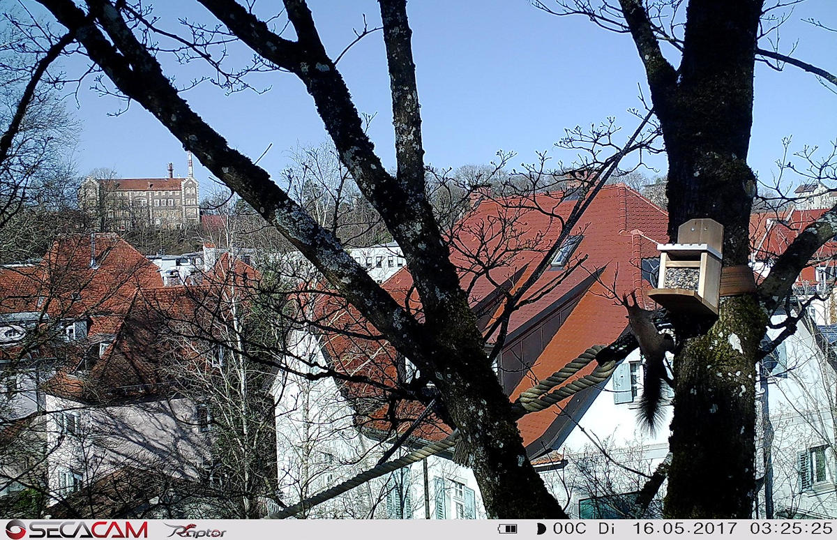 Wie ein Seil in Kaufbeuren Eichhörnchenleben rettet