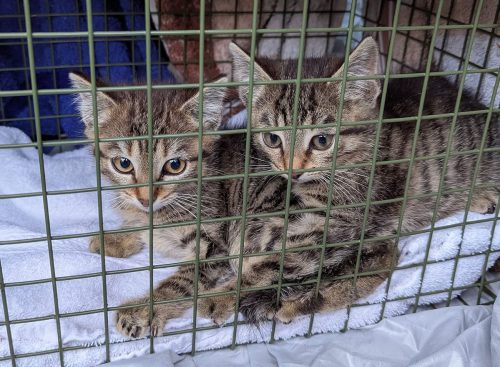 Katzen-Notstand im Ostallgäu: Tierschutzverein schlägt Alarm und stemmt sich gegen eine Flut von Katzenbabys