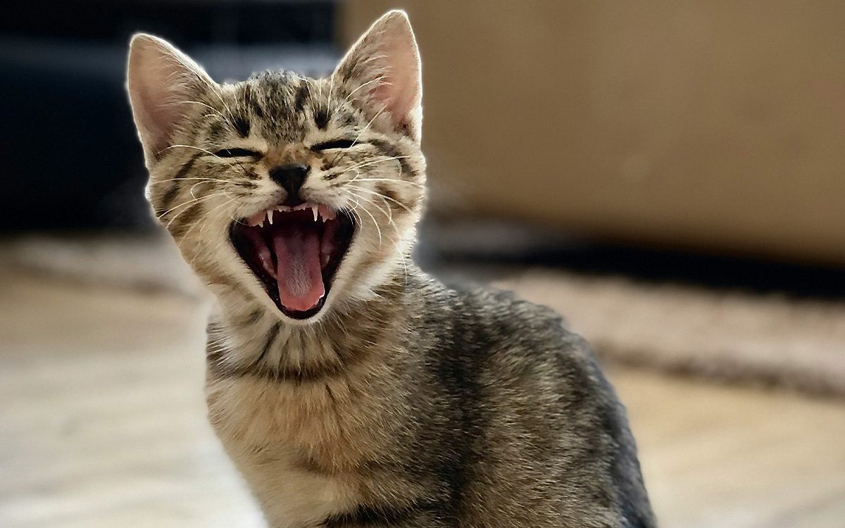 Katzenflut im Ostallgäu: Tierschutzverein Marktoberdorf kämpft am Limit
