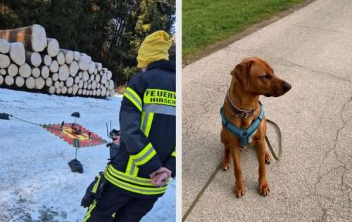 Hund im Wald vermisst – Suche bei eisigen Temperaturen