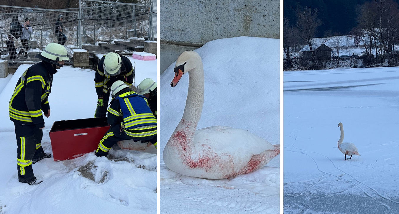 Feuerwehr-Einsatz am „Neuen Behördenzentrum“ in Kaufbeuren sorgt für tierische Begegnung