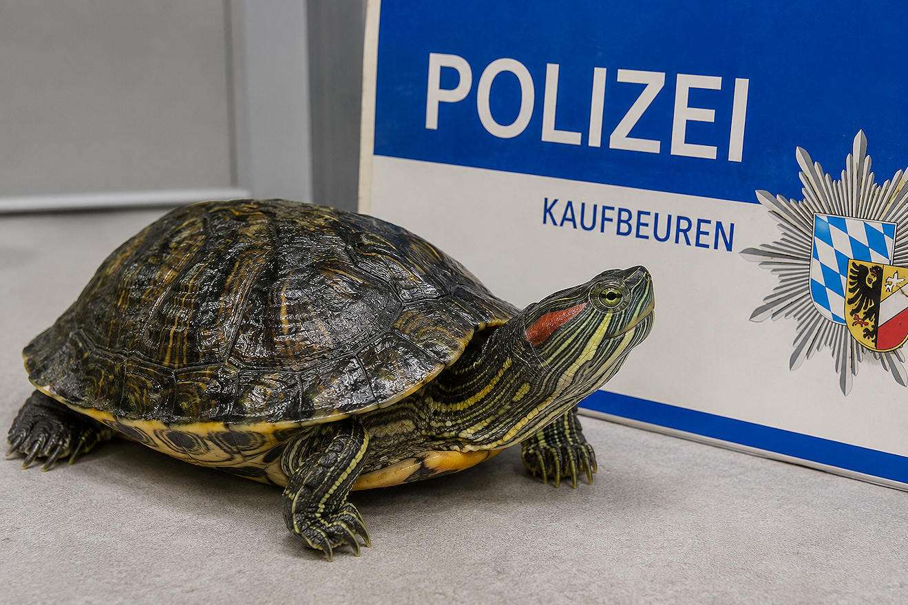 Wasserschildkröte auf Supermarktparkplatz entdeckt – Polizei sucht Besitzer