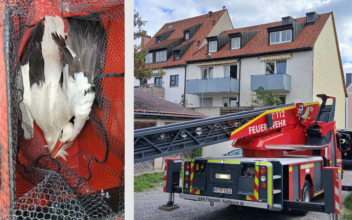 Storch sitzt in Kaufbeuren fest – Feuerwehr rettet „Herrn Adebar“